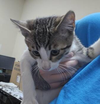 Roseart -  Domestic Short Hair Cat for Adoption in Kennewick, Washington - Roseart | PetCurious