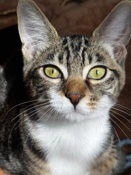 Rescue Domestic Short Hair Cats for Adoption in Vancouver, Washington - Angel | PetCurious
