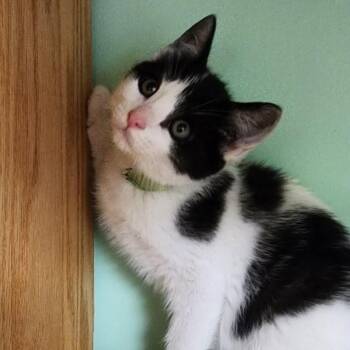 Hammerhead -  Domestic Short Hair Cat for Adoption in Shinnston, West Virginia - Hammerhead | PetCurious