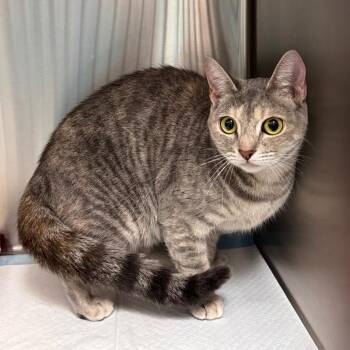 Pumpkin -  Domestic Short Hair Cat for Adoption in Clearwater, Florida - Pumpkin | PetCurious