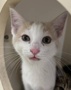 Joey -  Domestic Short Hair Cat for Adoption in Cincinnati, Ohio - Joey | PetCurious