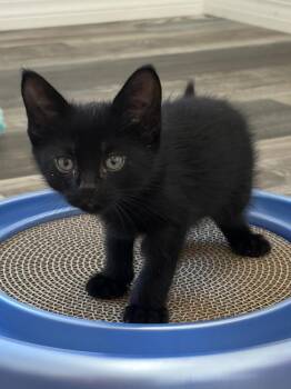 Nick -  Domestic Short Hair Cat for Adoption in Ruskin, Florida - Nick | PetCurious