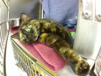 OAKLEY -  Domestic Short Hair Cat for Adoption in Omaha, Nebraska - OAKLEY | PetCurious