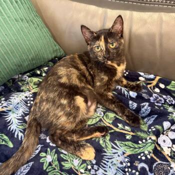 Garnet -  Tortoiseshell Cat for Adoption in Sandy Springs, Georgia - Garnet | PetCurious