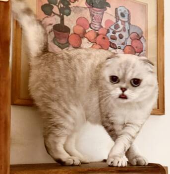 Luna -  Scottish Fold Cat for Adoption in Davis, California - Luna | PetCurious