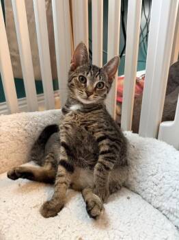 Basil -  Domestic Short Hair Cat for Adoption - Basil | PetCurious