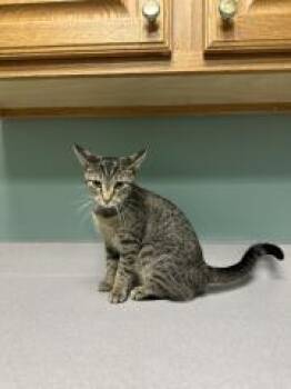 LAUREN -  Domestic Short Hair Cat for Adoption in Chillicothe, Ohio - LAUREN | PetCurious