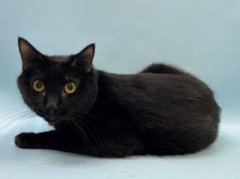 Midnight -  Domestic Short Hair Cat for Adoption in Woodbury, Minnesota - Midnight | PetCurious