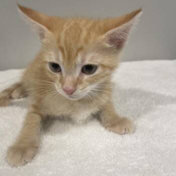 Domestic Short Hair Cats Available for Adoption in Tampa, Florida - Sam | PetCurious