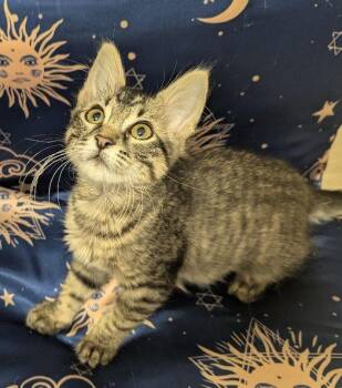 Iris -  Domestic Medium Hair Cat for Adoption in Lafayette, Louisiana - Iris | PetCurious