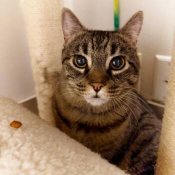 Leila -  Domestic Short Hair Cat for Adoption in Las Vegas, Nevada - Leila | PetCurious