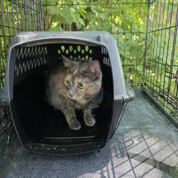 Joey -  Domestic Short Hair Cat for Adoption in Salt Lake City, Utah - Joey | PetCurious