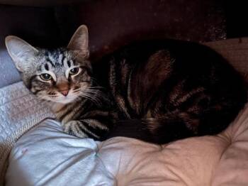 Domestic Short Hair Cats Available for Adoption - Murdoc And Tootie | PetCurious