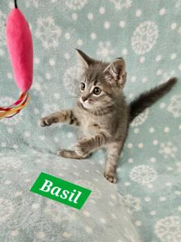 Basil -  Domestic Short Hair Cat for Adoption in Manchester, Tennessee - Basil | PetCurious