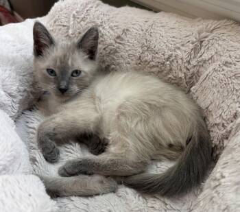 Yuki -  Siamese Cat for Adoption in Rosenberg, Texas - Yuki | PetCurious
