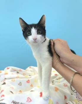Rescue Domestic Short Hair Cats for Adoption in Villa Park, California - Bonbon | PetCurious