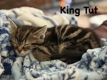 King Tut -  Domestic Short Hair Cat for Adoption in Fishers, Indiana - King Tut | PetCurious