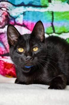 Beans -  Domestic Short Hair Cat for Adoption in Yakima, Washington - Beans | PetCurious