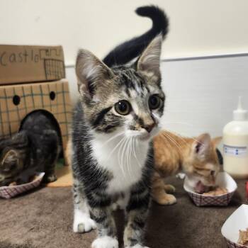 Piccolo -  Domestic Short Hair Cat for Adoption - Piccolo | PetCurious
