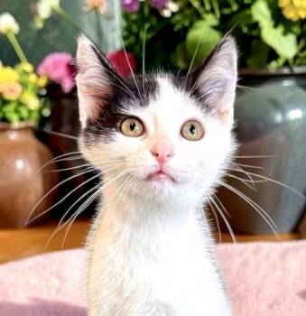 Pringle - KITTEN -  Domestic Short Hair Cat for Adoption in Perry, Iowa - Pringle - KITTEN | PetCurious