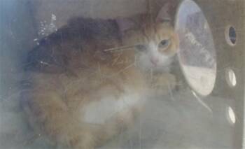 Domestic Short Hair Cats Available for Adoption - NUGGET | PetCurious