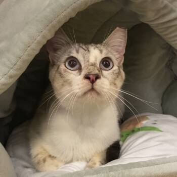 Rescue Domestic Short Hair Cats for Adoption in Los Angeles, California - Gomez | PetCurious