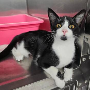 Foxglove -  Domestic Short Hair Cat for Adoption in Spokane, Washington - Foxglove | PetCurious