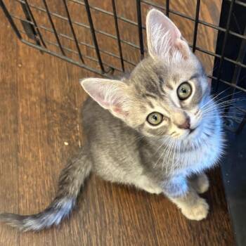 Georgie -  Domestic Short Hair Cat for Adoption in Los Angeles, California - Georgie | PetCurious