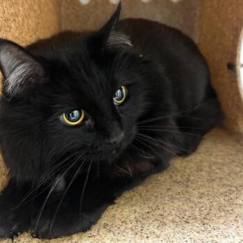 Neneca -  Domestic Short Hair Cat for Adoption in Philadelphia, Pennsylvania - Neneca | PetCurious