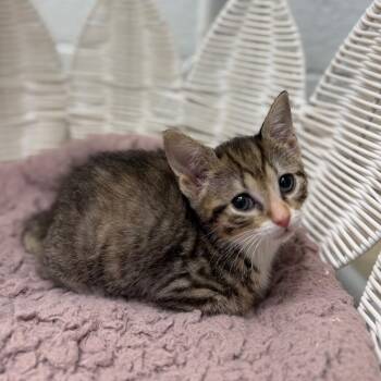 Domestic Short Hair Cats Available for Adoption in Marshall, Virginia - Mint | PetCurious