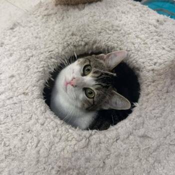 Domestic Short Hair Cats Available for Adoption - Muffin | PetCurious