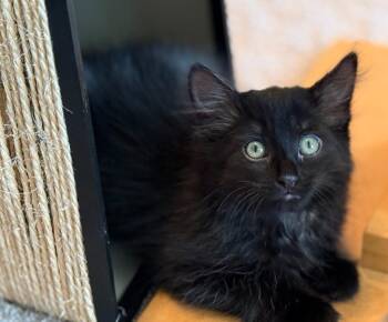 Sussex -  Domestic Long Hair Cat for Adoption in Bloomington, Indiana - Sussex | PetCurious