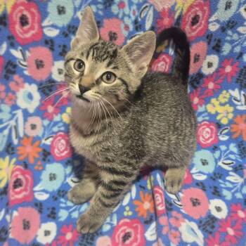 Basil - A Loving Boy -  Domestic Short Hair Cat for Adoption in Hamilton, Ontario - Basil - A Loving Boy | PetCurious
