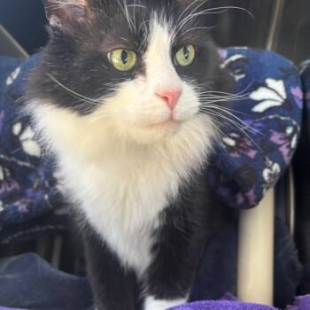 Gub Gub -  Domestic Medium Hair Cat Available for Adoption in Walker, Michigan - Gub Gub | PetCurious
