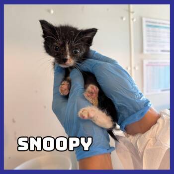 Snoopy -  Domestic Short Hair Cat for Adoption in Glenwood, Minnesota - Snoopy | PetCurious