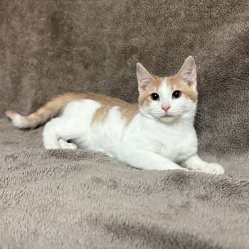Centar -  Domestic Short Hair Cat for Adoption in Waterloo, Iowa - Centar | PetCurious