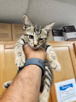 Peanut -  Domestic Short Hair Cat for Adoption in Lockhart, Texas - Peanut | PetCurious