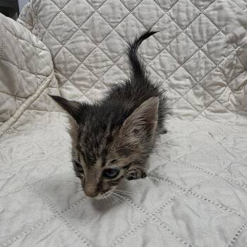 Cardamom -  Domestic Short Hair Cat for Adoption in Jupiter, Florida - Cardamom | PetCurious