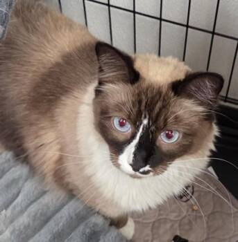 Chloe -  Himalayan and Domestic Short Hair Cat for Adoption in Fairhope, Alabama - Chloe | PetCurious