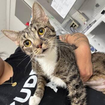 Domestic Short Hair Cats Available for Adoption - Veggie | PetCurious