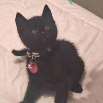 Domestic Short Hair Cats Available for Adoption in Pasco, Washington - Angel | PetCurious