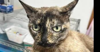 Violet -  Domestic Short Hair Cat for Adoption in Dayton, Minnesota - Violet | PetCurious