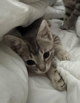 Adidas -  Domestic Short Hair and Tabby Cat for Adoption in Liverpool, Texas - Adidas | PetCurious