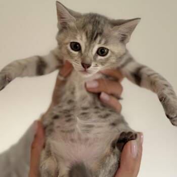Rain (BONDED PAIR WITH SPRING) -  Domestic Short Hair Cat for Adoption in Nantucket, Massachusetts - Rain (BONDED PAIR WITH SPRING) | PetCurious