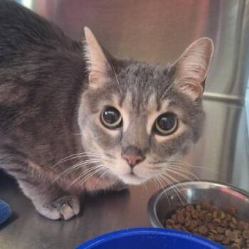 Domestic Short Hair Cats Available for Adoption - Gladys | PetCurious