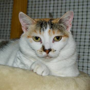 Rescue Domestic Short Hair Cats for Adoption in East Amherst, New York - Muffin | PetCurious