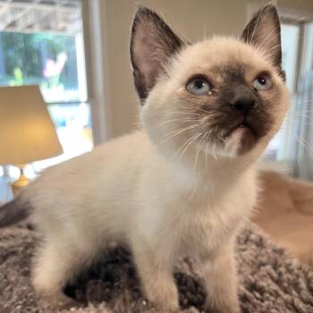 Ella -  Siamese and Domestic Short Hair Cat for Adoption in Peachtree City, Georgia - Ella | PetCurious