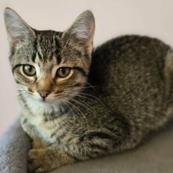 Patsy -  Domestic Short Hair Cat for Adoption in Watertown, Wisconsin - Patsy | PetCurious