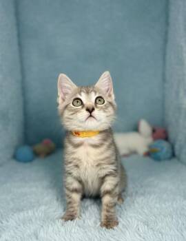 Sugar Cube -  Domestic Short Hair Cat for Adoption in Tavares, Florida - Sugar Cube | PetCurious