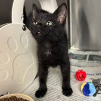 Rescue Domestic Short Hair Cats for Adoption in Hendersonville, North Carolina - Trader Joe | PetCurious